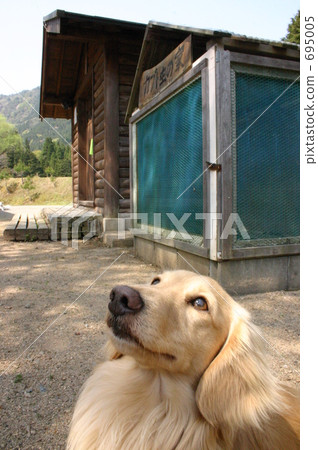 昆蟲小屋和狗 昆蟲小屋和狗 695005