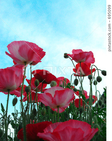 Hinagi和春天的天空 695099