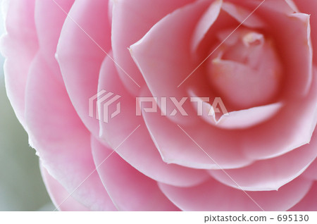茶花 695130