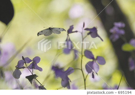 飛一朵紫色的花 695194