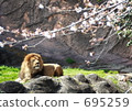A cherry-viewing lion A cherry-viewing lion 695259