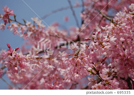 Red leaning cherry tree 695335