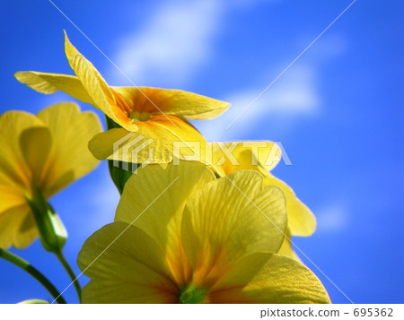 Primula Julien 1 695362