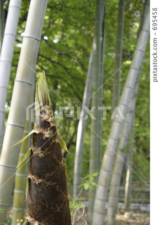 bamboo thicket, bamboo shoot, bamboo shoots 695458
