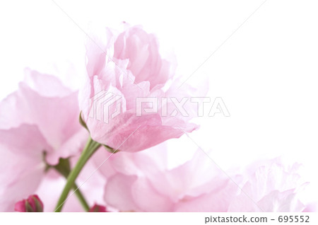 牡丹櫻 重瓣寒緋櫻 八重寒緋櫻 695552