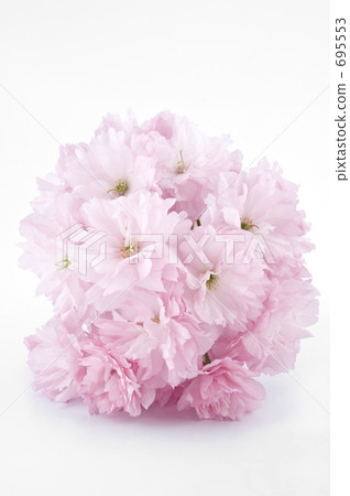 牡丹櫻 重瓣寒緋櫻 八重寒緋櫻 695553