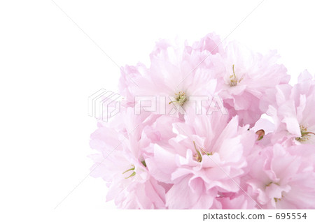 櫻桃 生動 活力 695554