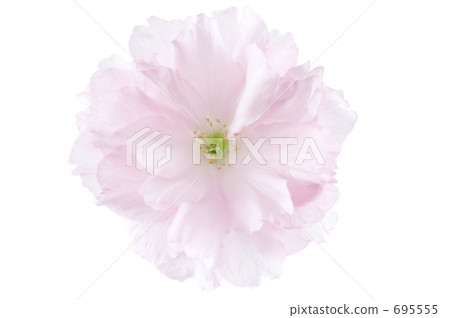 牡丹櫻 重瓣寒緋櫻 八重寒緋櫻 695555