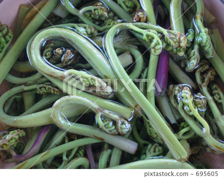 Boiled bracken Boiled bracken 695605