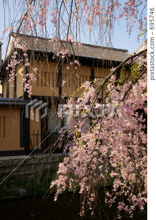 Kyoto Shirakawa's Spring (Benicidae) 695746