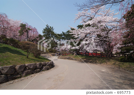 Cherry tree in Hirosaki 695773