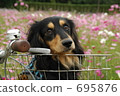 Dachshund of bicycle basket 695876