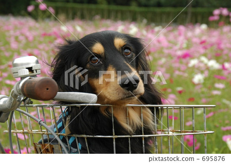 dachshund bicycle basket