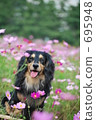Cosmos field and dachs 695948