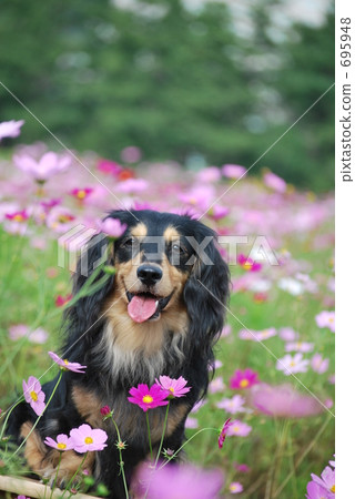 宇宙場和dachs 695948