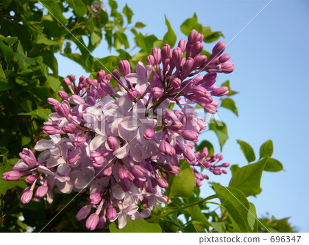 Lilac 696347