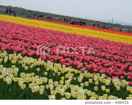 tulip park, tulip field, flower garden 696426