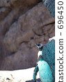 humboldt penguin, avian, bird 696450
