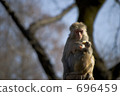mulatta, rhesus monkey, monkey 696459