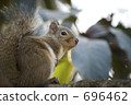 squirrel, squirrels, animal 696462