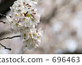 botanic, botanical, plant 696463