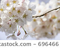 cherry blossom, cherry tree, yoshino cherry tree 696466