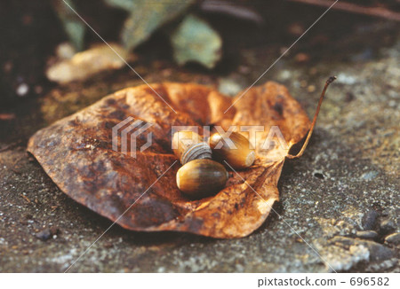 acorn, acorns, dead leaf 696582