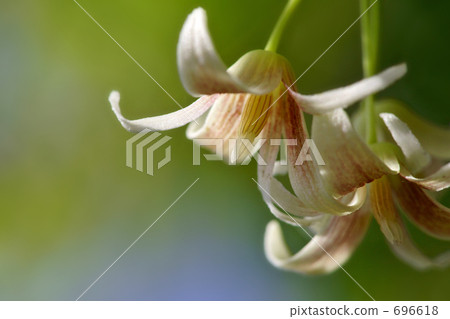 Mube flower 2 Mube flower 2 696618