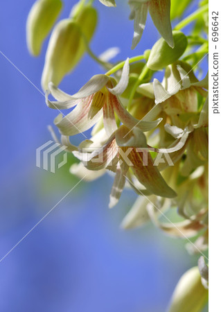 Mube花4 696642