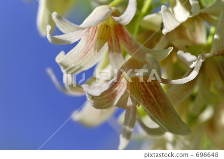 Mube花3 696648