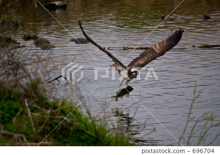 fish hawk, osprey, sea hawk 696704