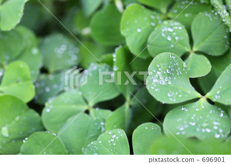 Clover and drops Clover and drops 696901