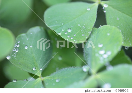 Clover and drops Clover and drops 696902