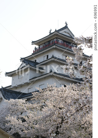 敦賀城堡和櫻花 696991