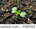 發芽 696992