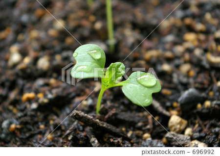 發芽 發芽 696992