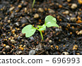 發芽 696993