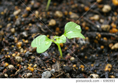 發芽 發芽 696993