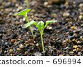 發芽 696994