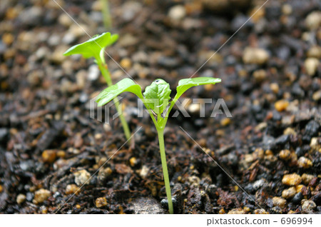 發芽 發芽 696994