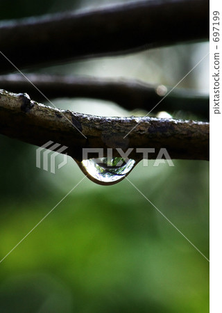 Shizuka in the forest Shizuka in the forest 697199