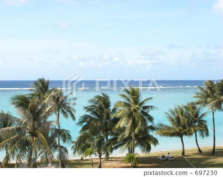 coconut palm, guam, sky blue 697230