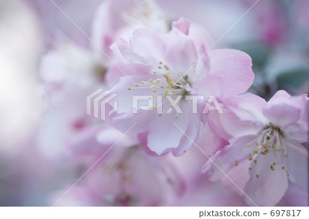 Kaido flowers 697817