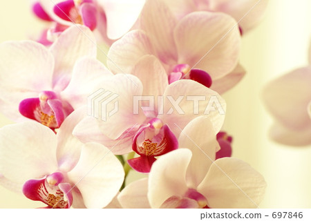 Phalaenopsis orchid  697846