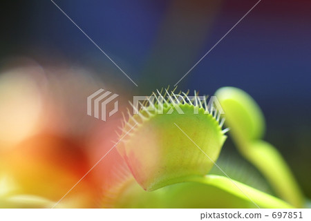 Carnivorous plant 697851