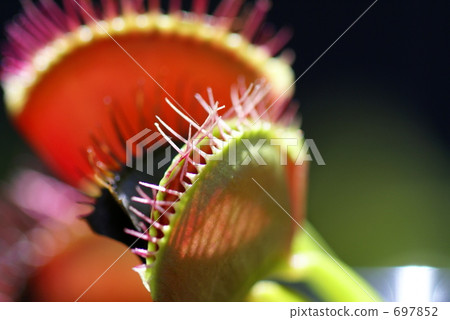 食蟲植物 食蟲植物 697852