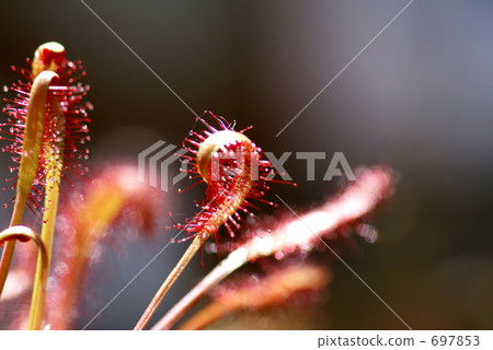 食蟲植物 697853