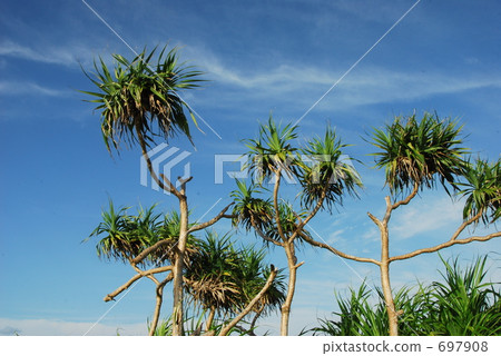 Adan tree and cloud Adan tree and cloud 697908