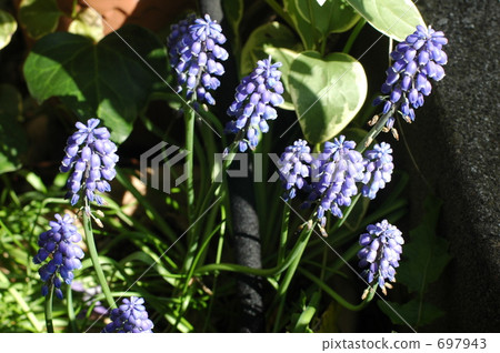 Muscari flowers Muscari flowers 697943