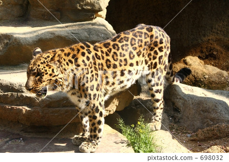 Leopard Leopard 698032